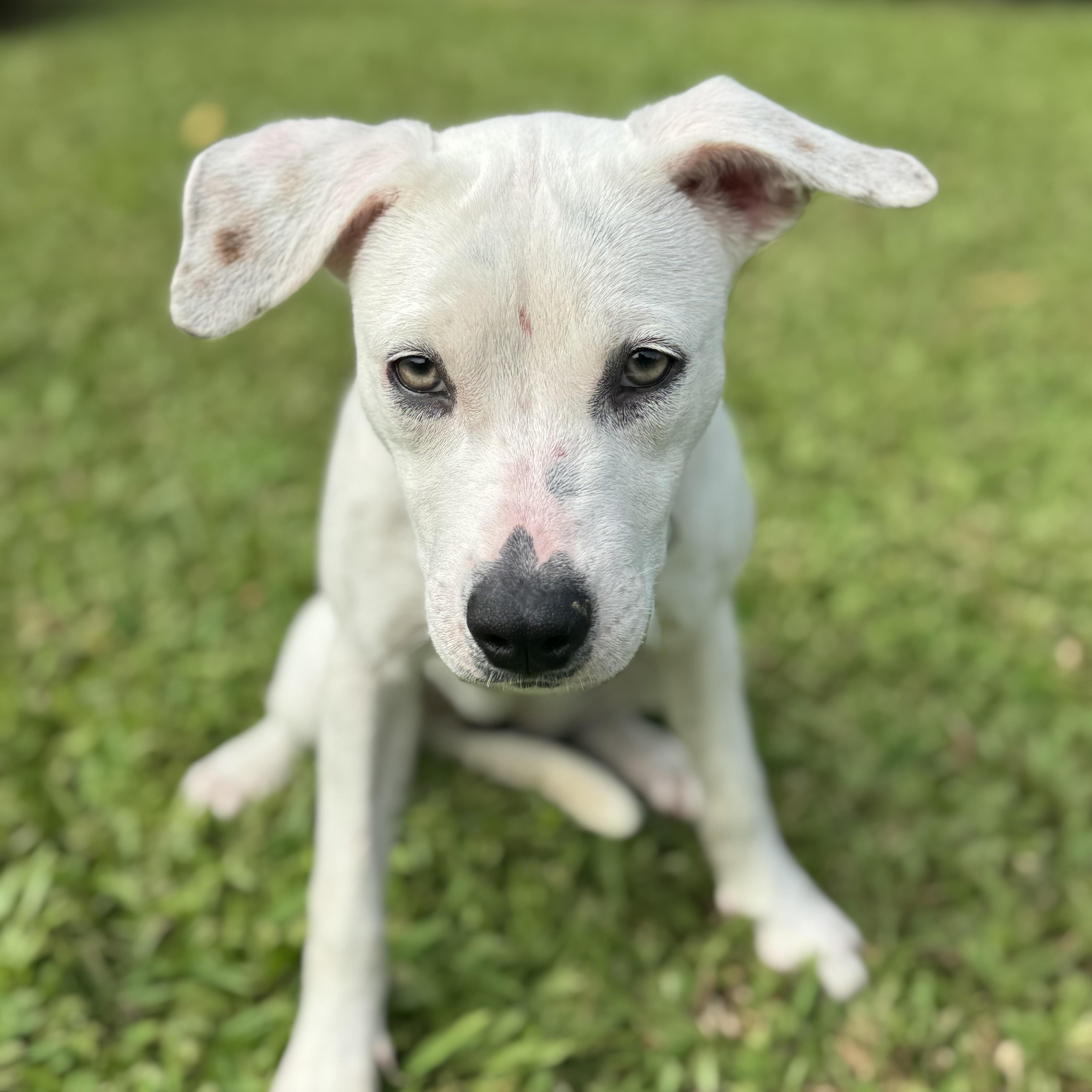 Enlarge Heidi — Snow White Fur, Striking Hazel Eyes & the Sweetest Soul!, a Adoptable mixed breed in Baltimore , MD image 4/6