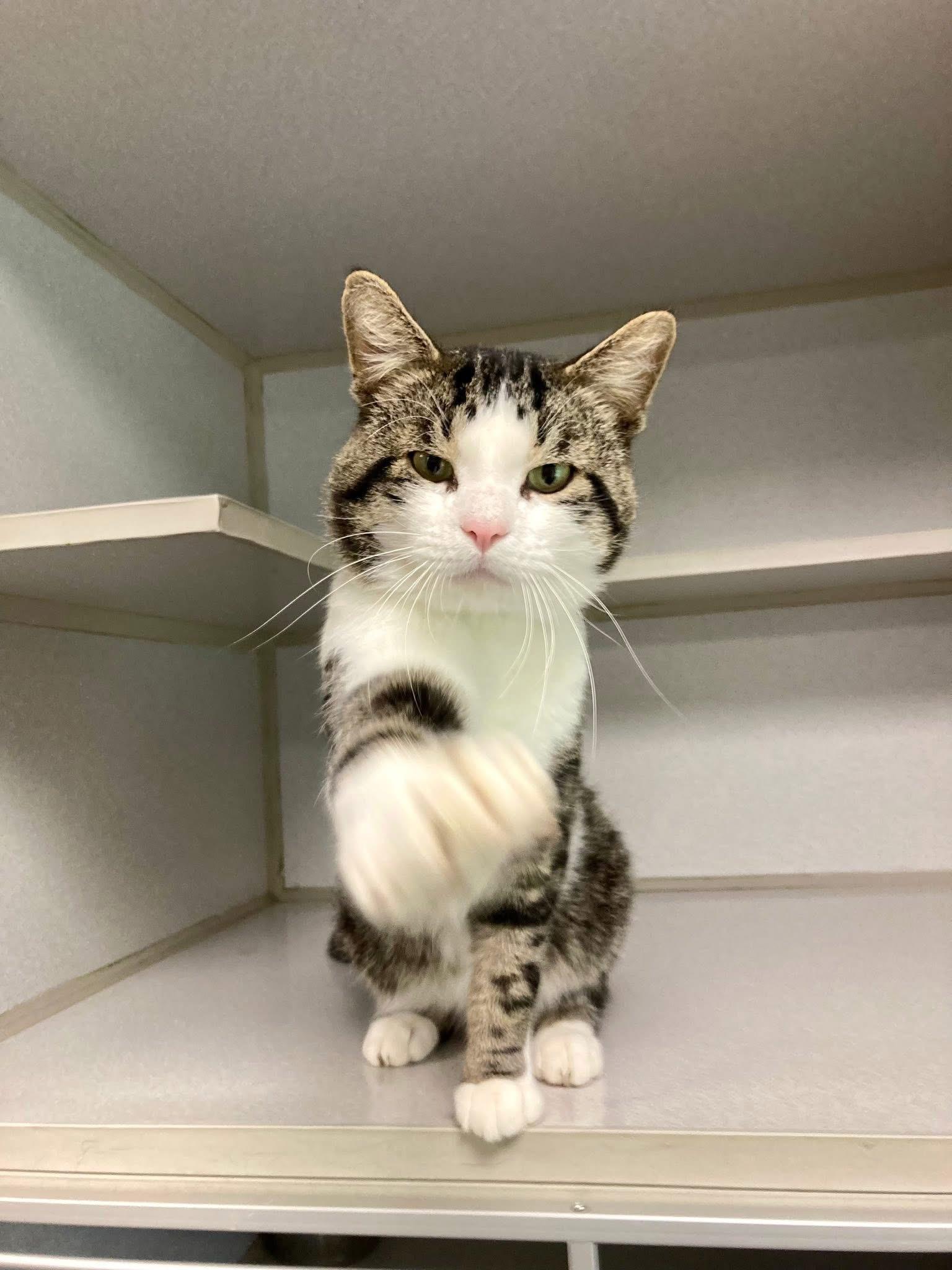 Dino, a Adopted Domestic Short Hair in St. Ignace, MI image 1/4