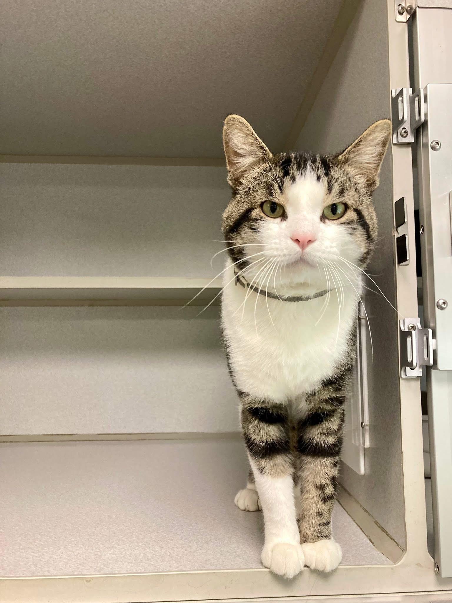 Dino, a Adopted Domestic Short Hair in St. Ignace, MI image 2/4