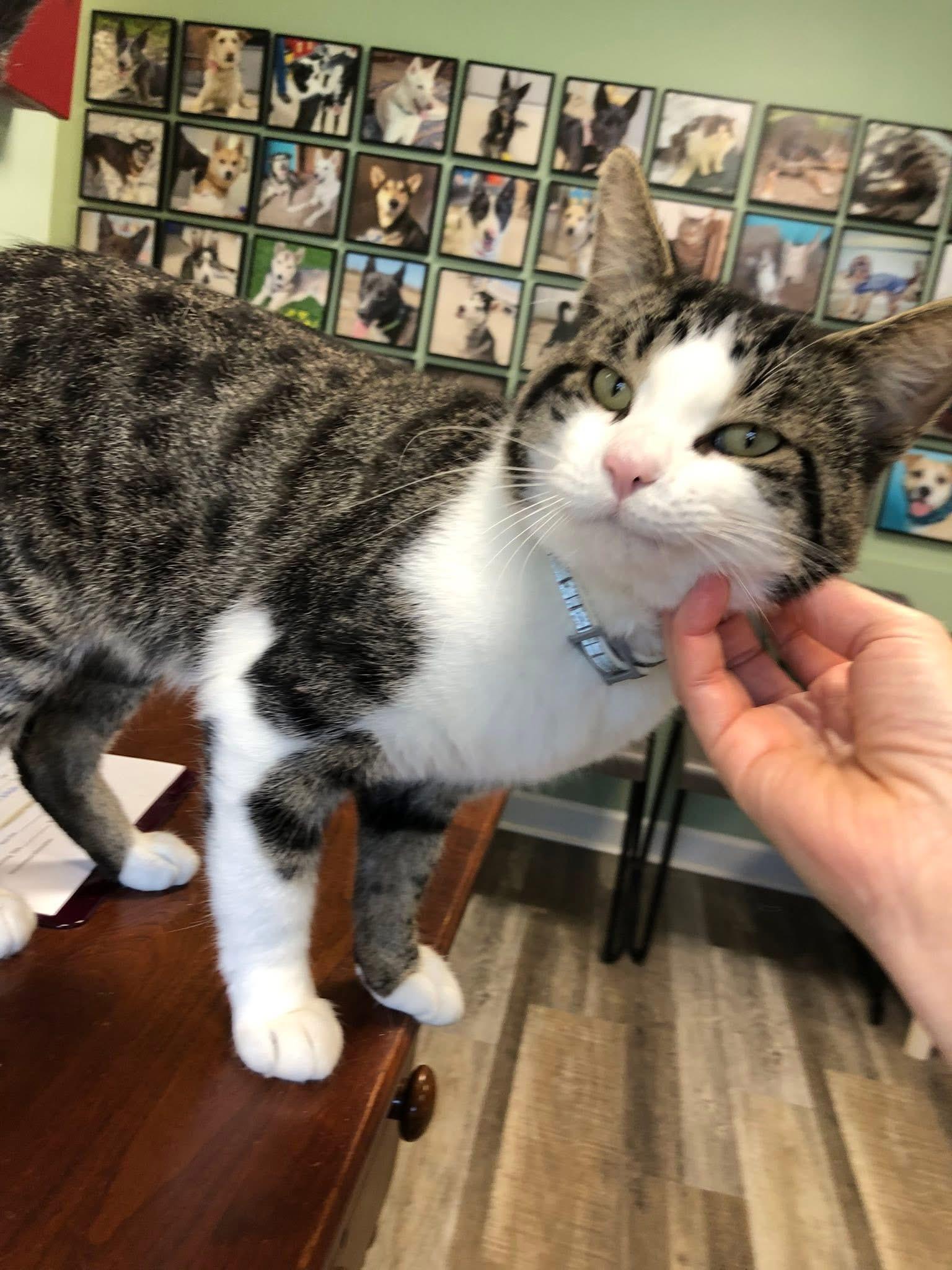 Dino, a Adopted Domestic Short Hair in St. Ignace, MI image 4/4