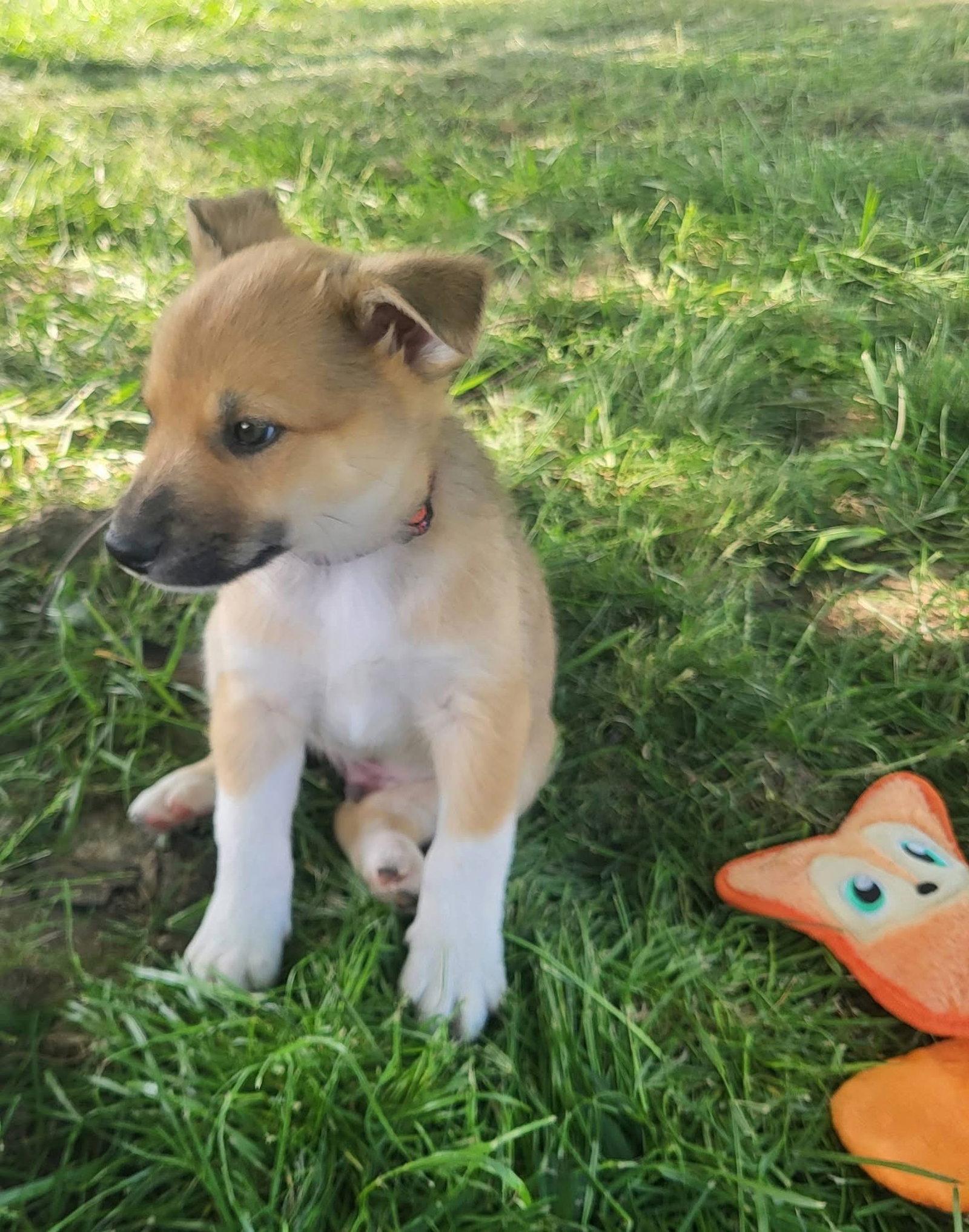 Chess, Adopted, Puppy Male Golden Retriever & Australian Kelpie.