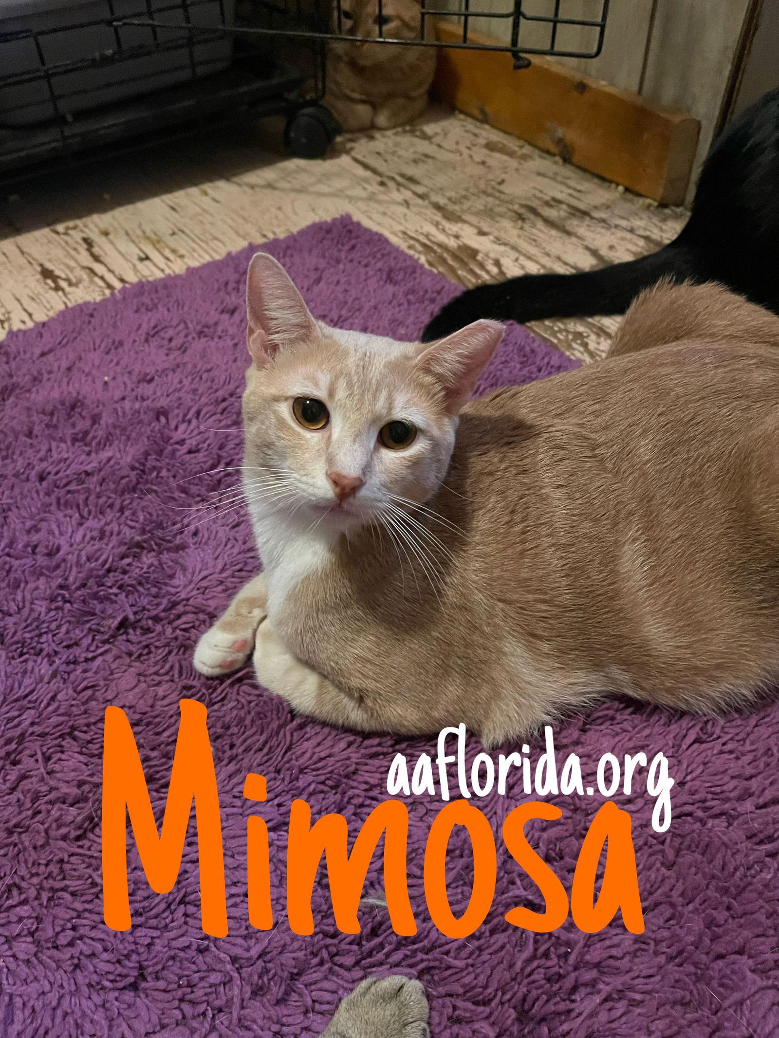 Mimosa, Adoptable, Adult Male Domestic Short Hair & Tabby.