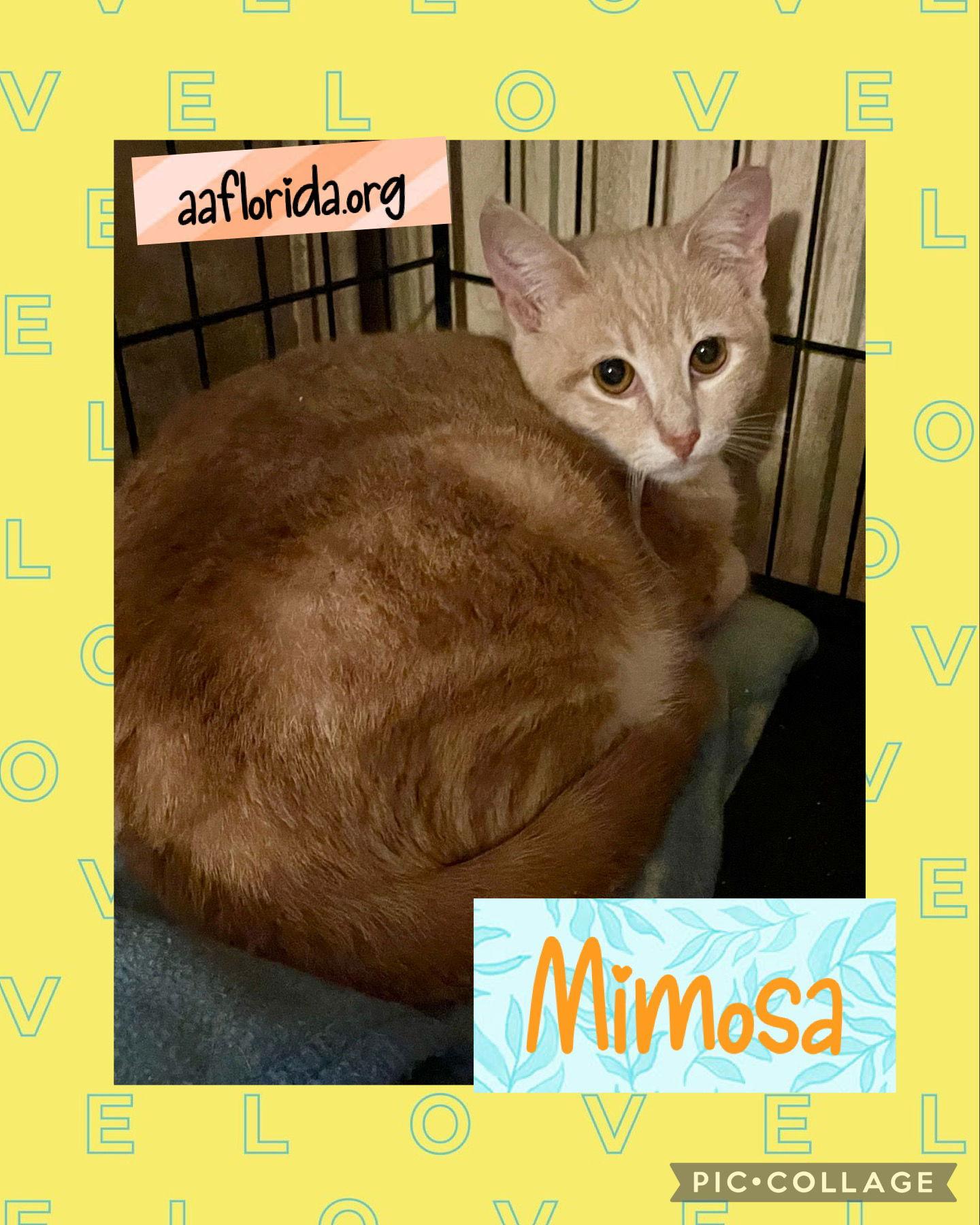 Mimosa, Adoptable, Adult Male Domestic Short Hair & Tabby.