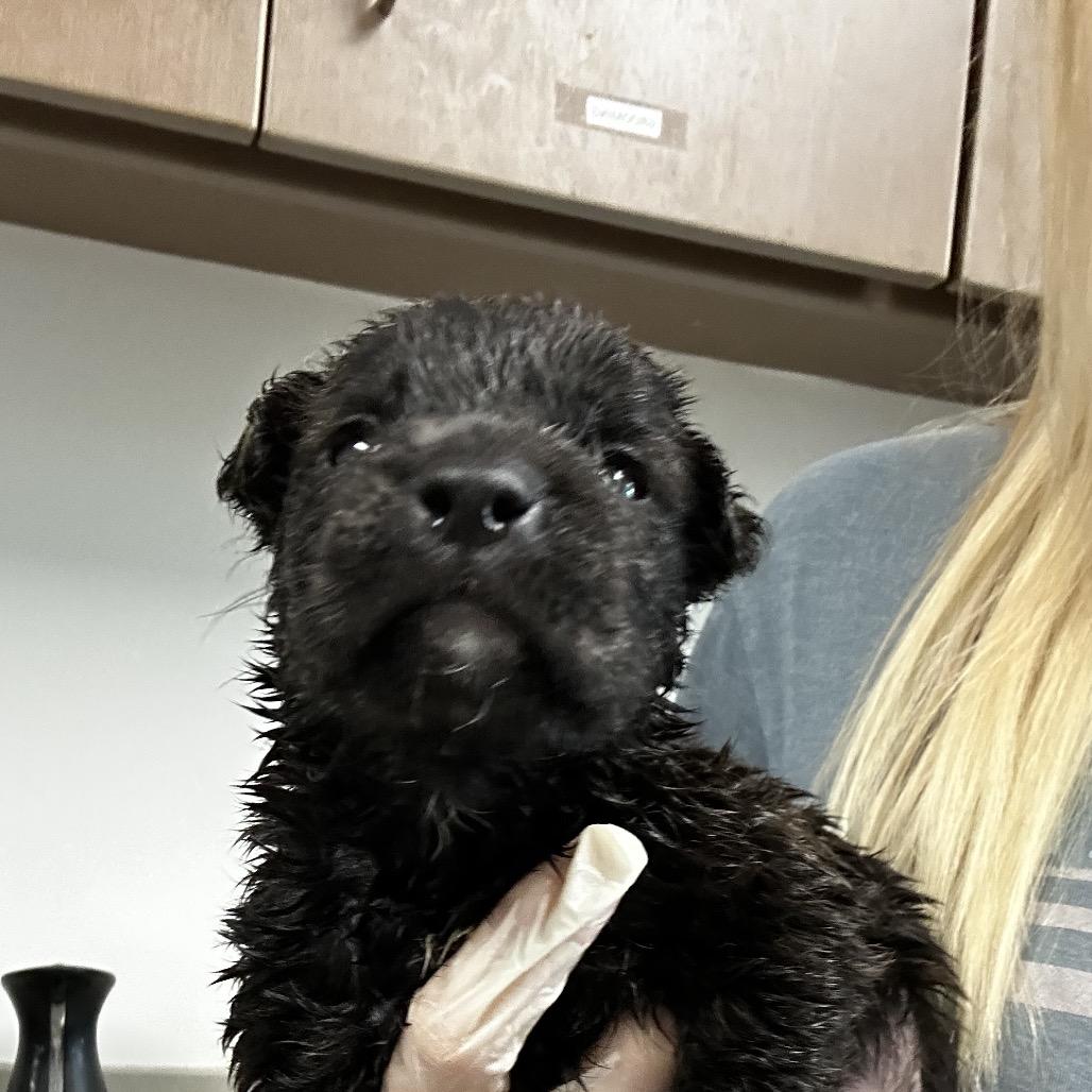 Sarge, Adoptable, Young Male Retriever.