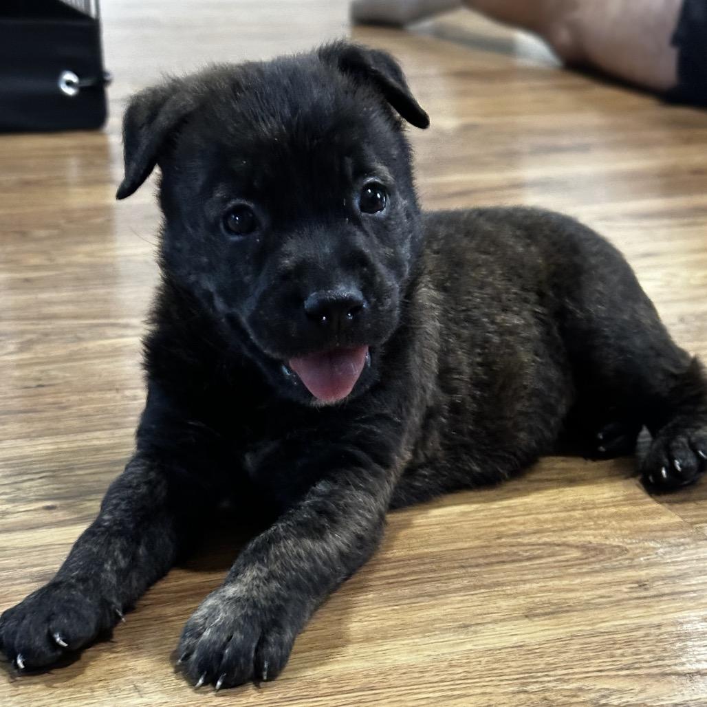 Enlarge Sarge, a Adoptable Retriever in West Point, MS image 2/6