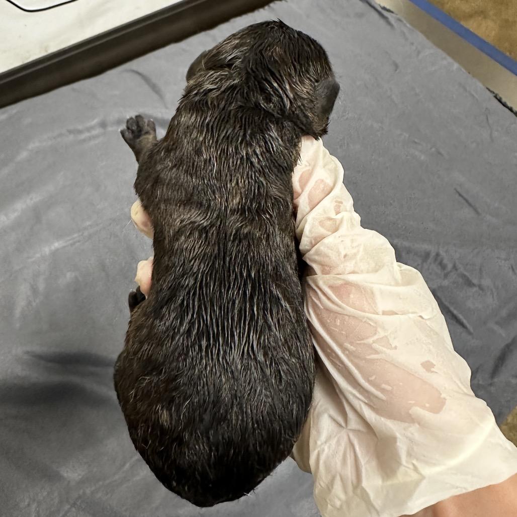 Enlarge Sarge, a Adoptable Retriever in West Point, MS image 3/6