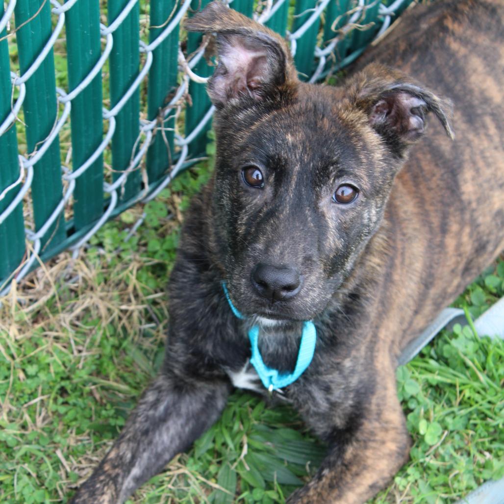 Enlarge Sarge, a Adoptable Retriever in West Point, MS image 4/6