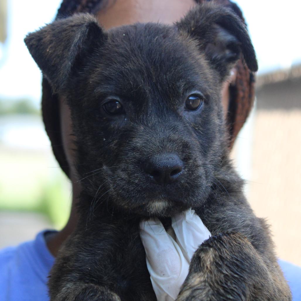 Enlarge Sarge, a Adoptable Retriever in West Point, MS image 5/6