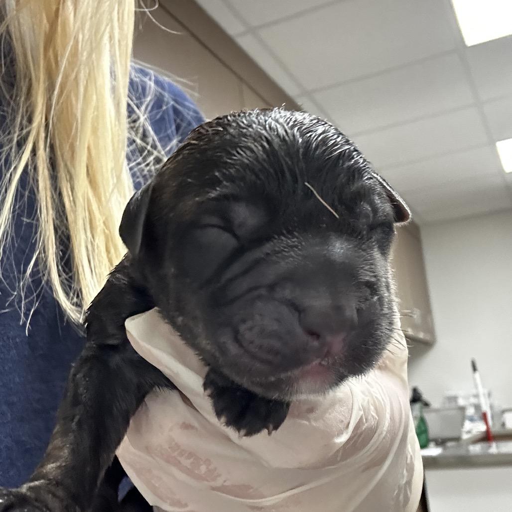 Enlarge Sarge, a Adoptable Retriever in West Point, MS image 6/6