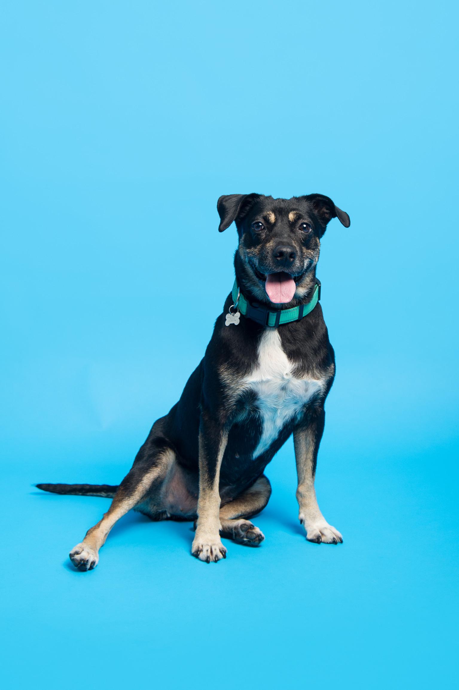 Annabelle, a ADOPTABLE mixed breed in Nashville, TN image 1/4