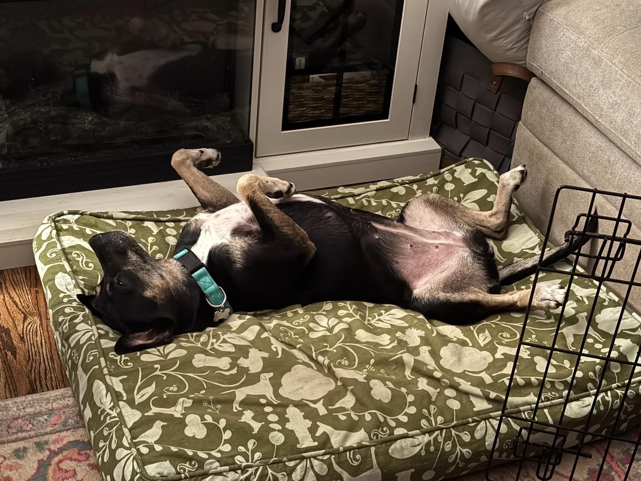 Annabelle, a ADOPTABLE mixed breed in Nashville, TN image 2/4