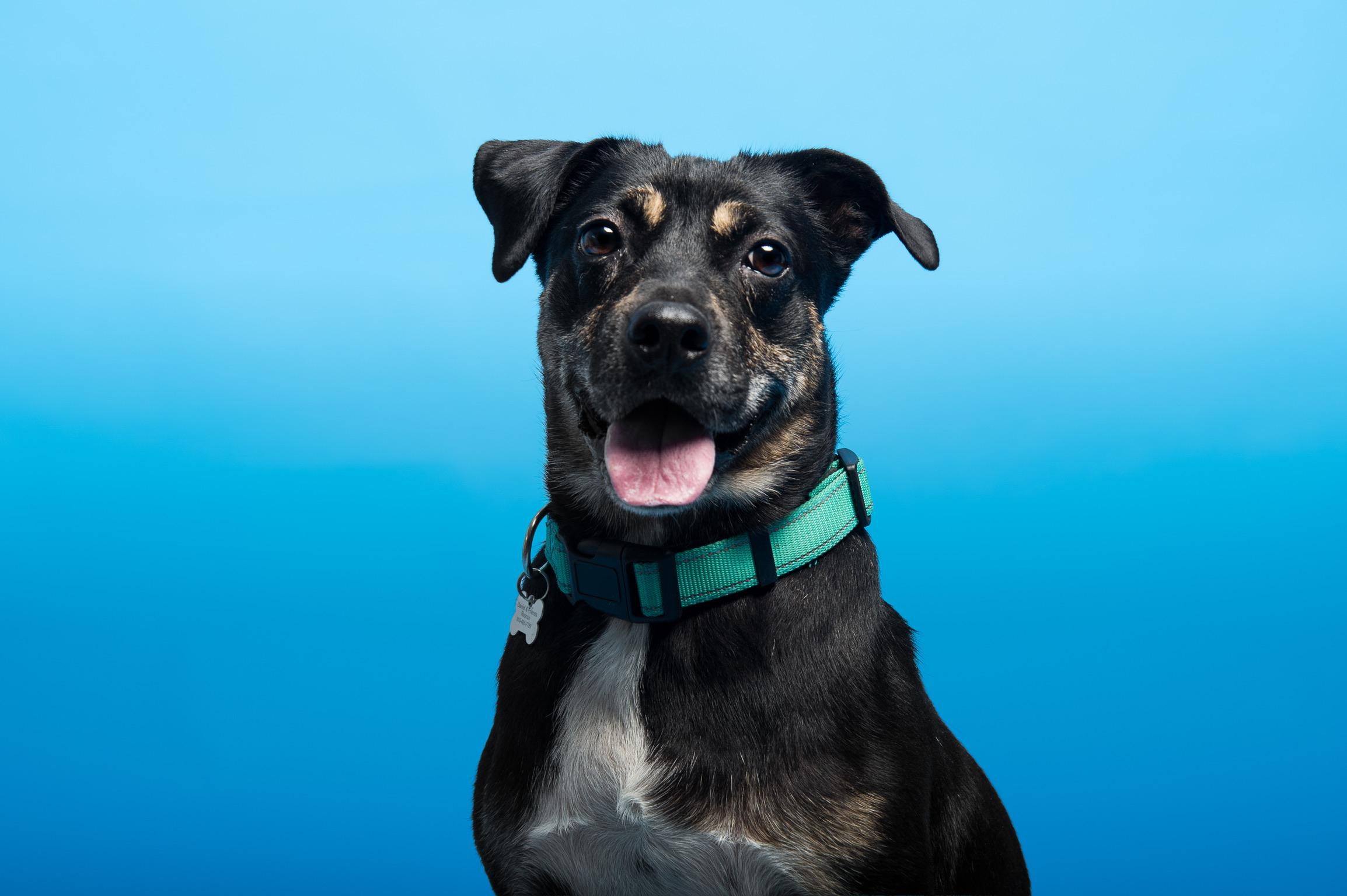 Annabelle, a ADOPTABLE mixed breed in Nashville, TN image 4/4