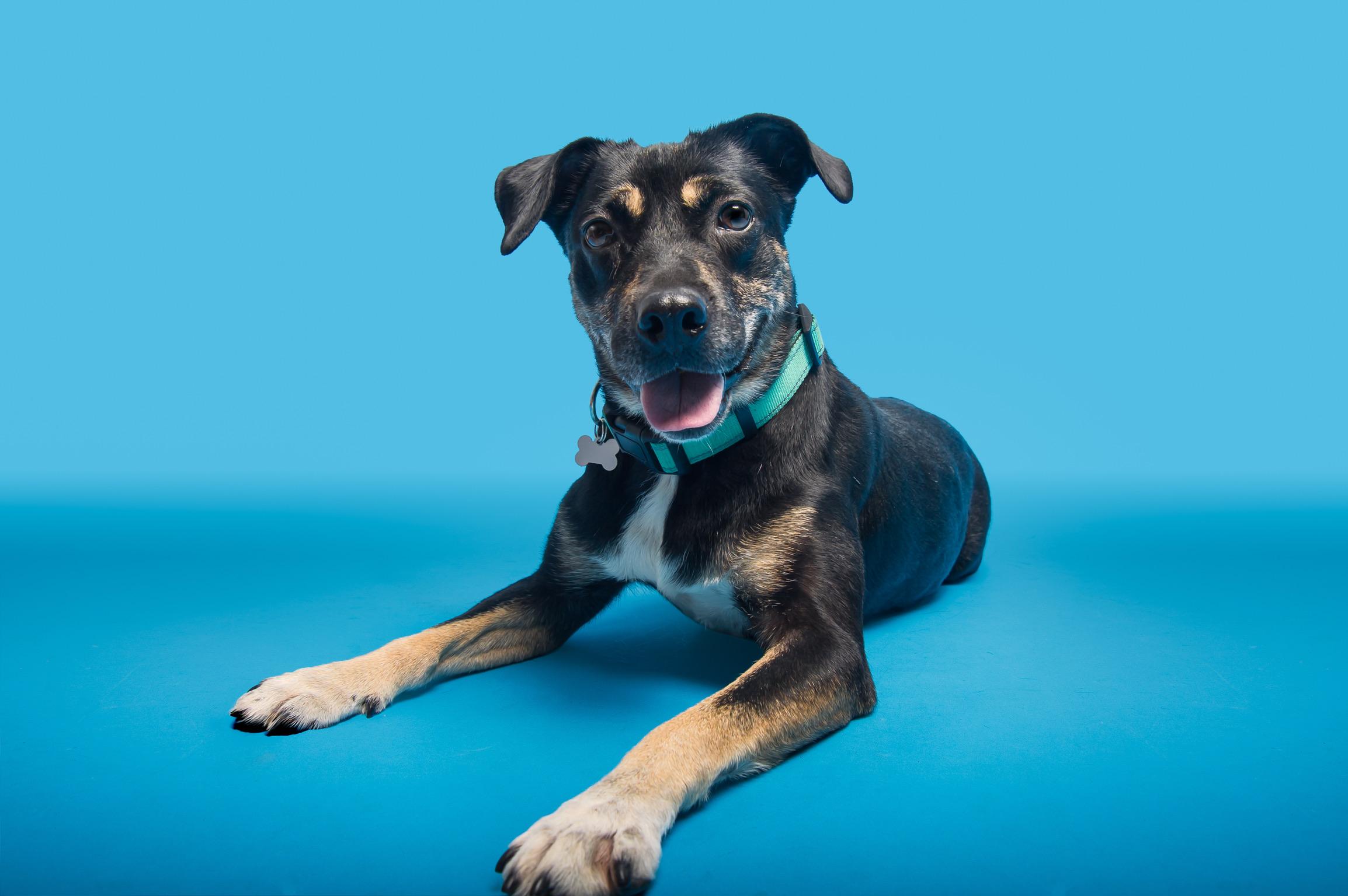 Annabelle, a ADOPTABLE mixed breed in Nashville, TN image 3/4
