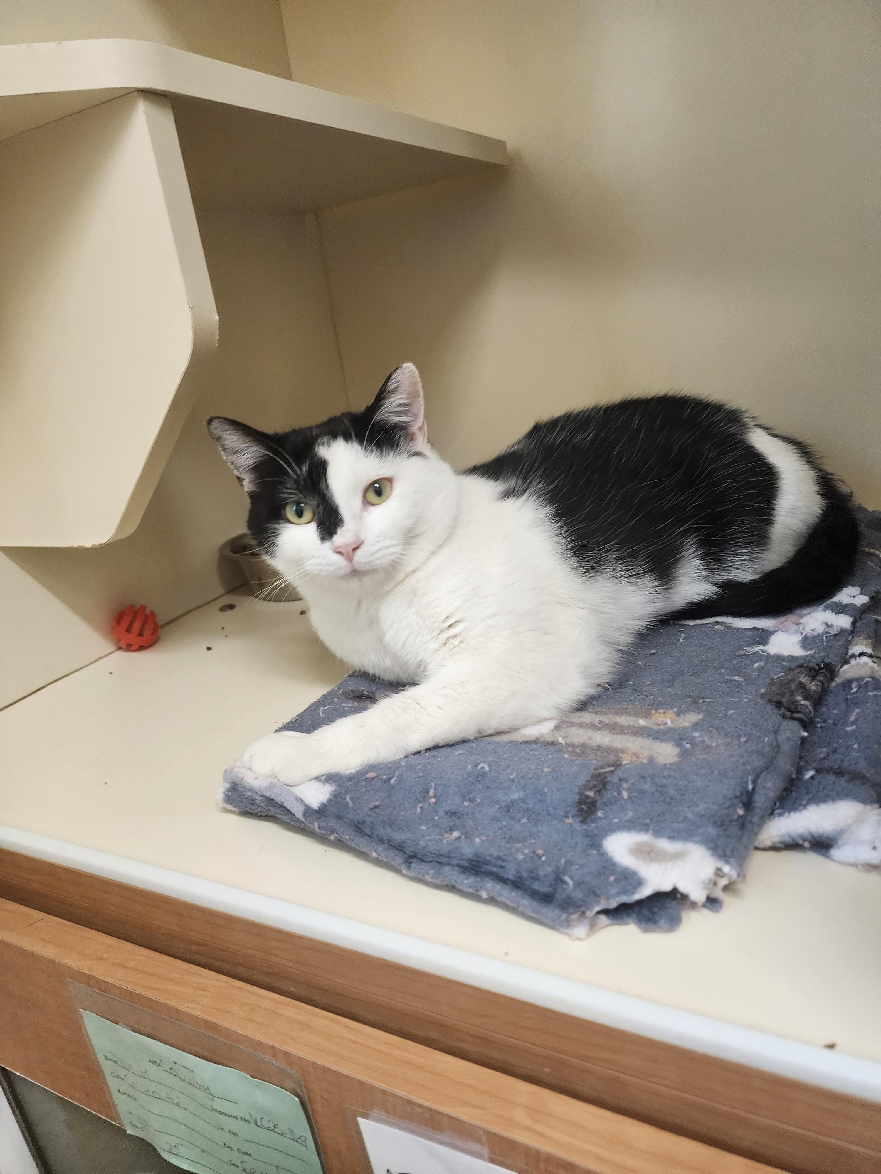 Enlarge 25-413, a ADOPTABLE Domestic Short Hair in Ridgecrest, CA image 1/1