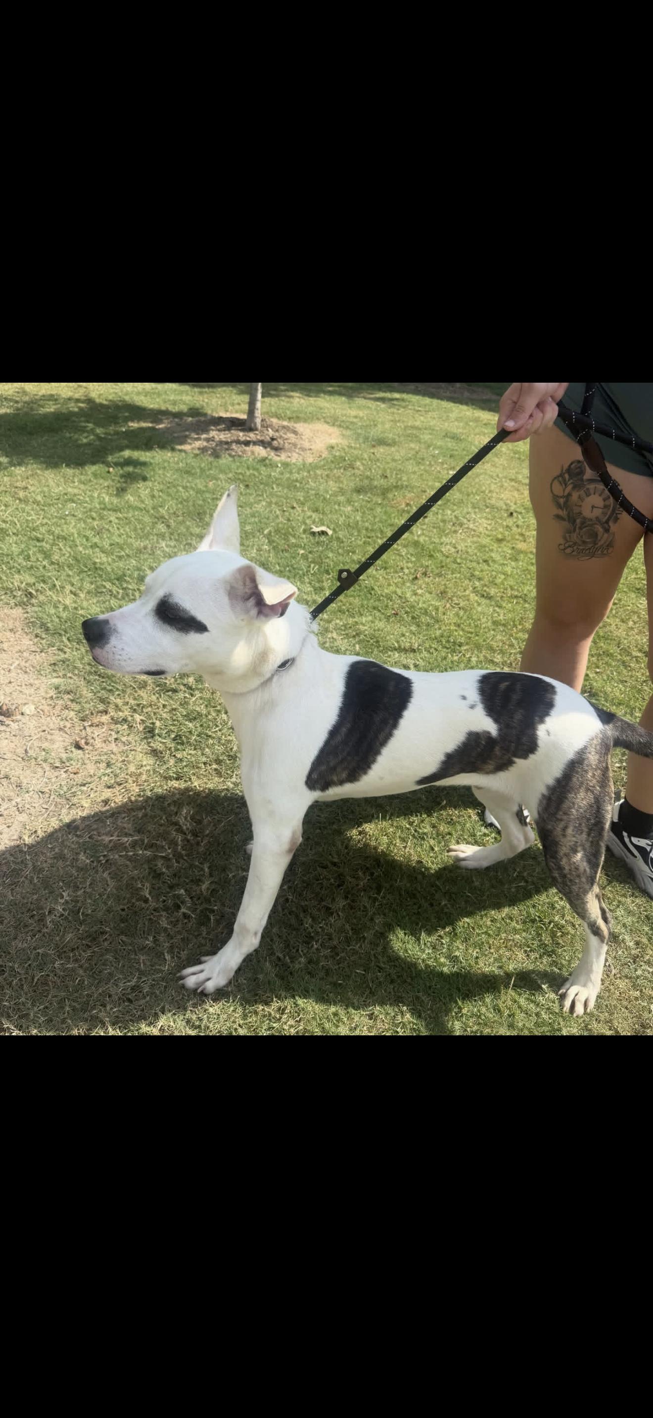 Enlarge Diesel, a ADOPTABLE mixed breed in Spring, TX image 3/3