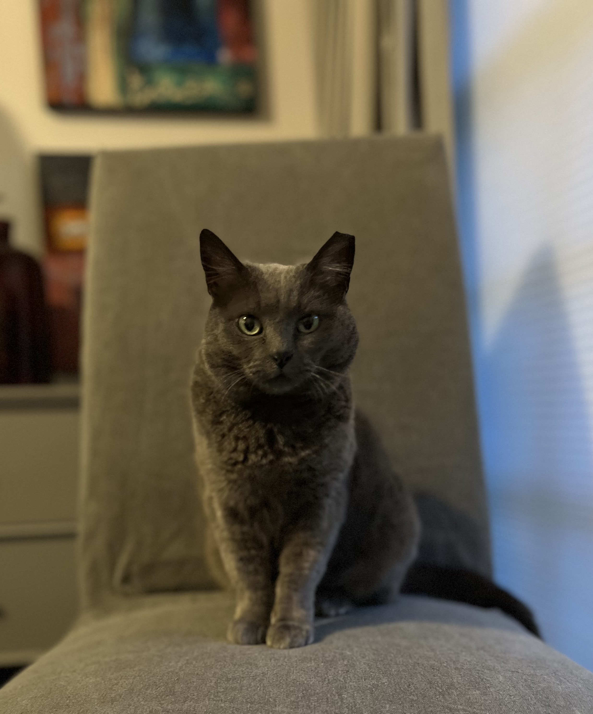 Gracie, Adopted, Adult Female Russian Blue.