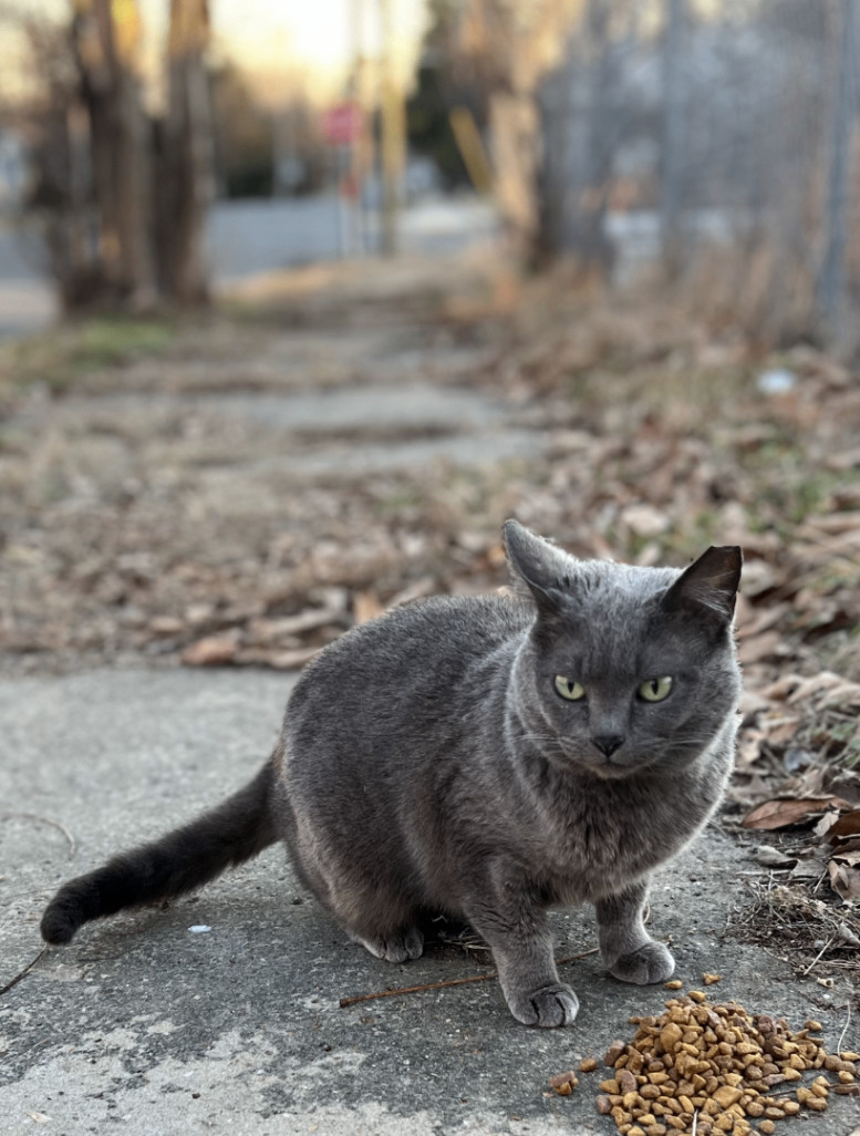 Gracie, a Adopted Russian Blue in Hot Springs, AR image 3/6