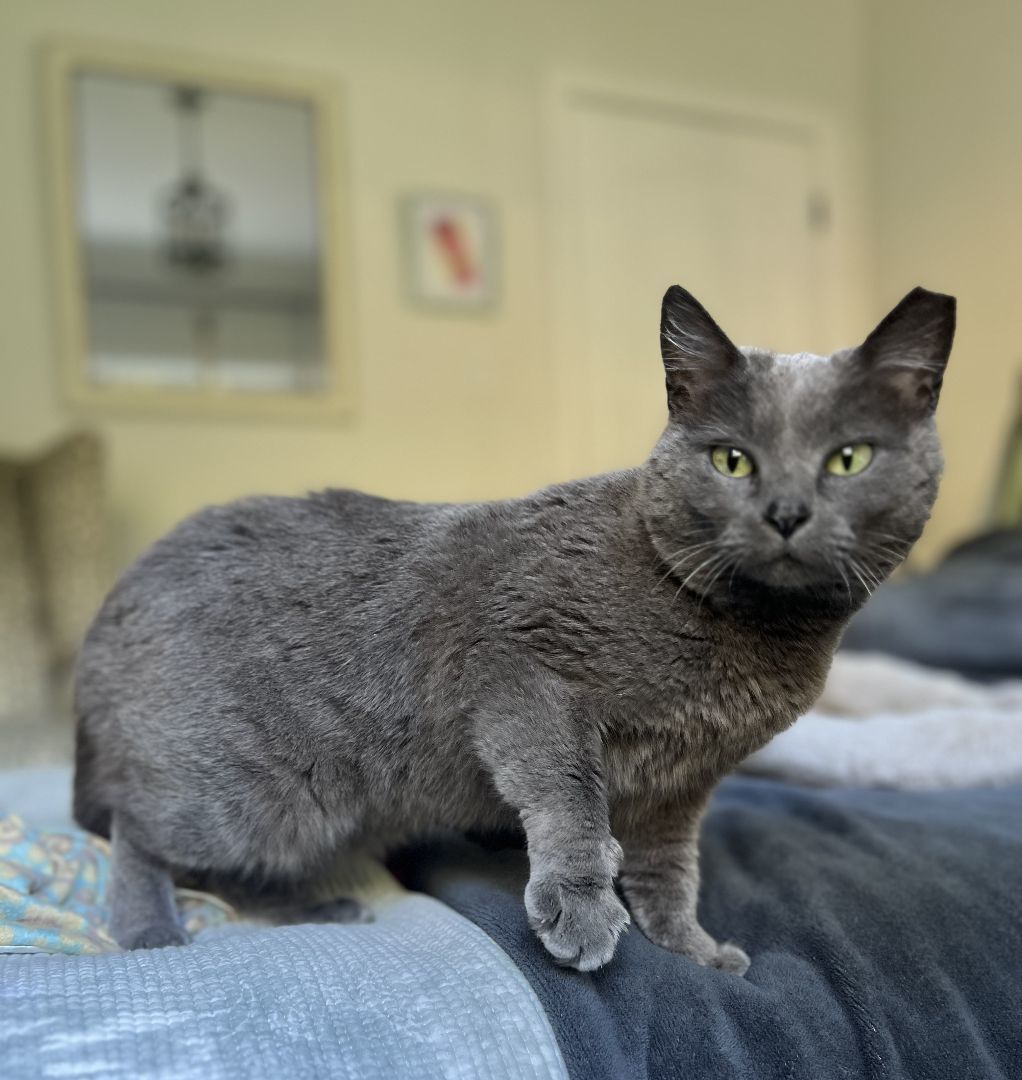 Gracie, a Adopted Russian Blue in Hot Springs, AR image 4/6