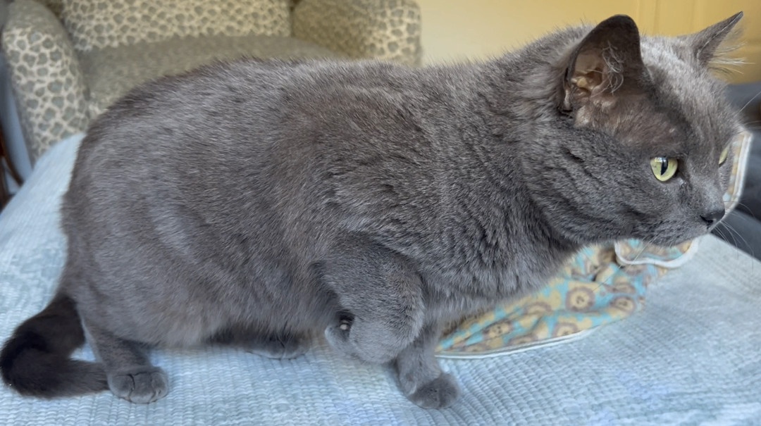 Gracie, a Adopted Russian Blue in Hot Springs, AR image 5/6