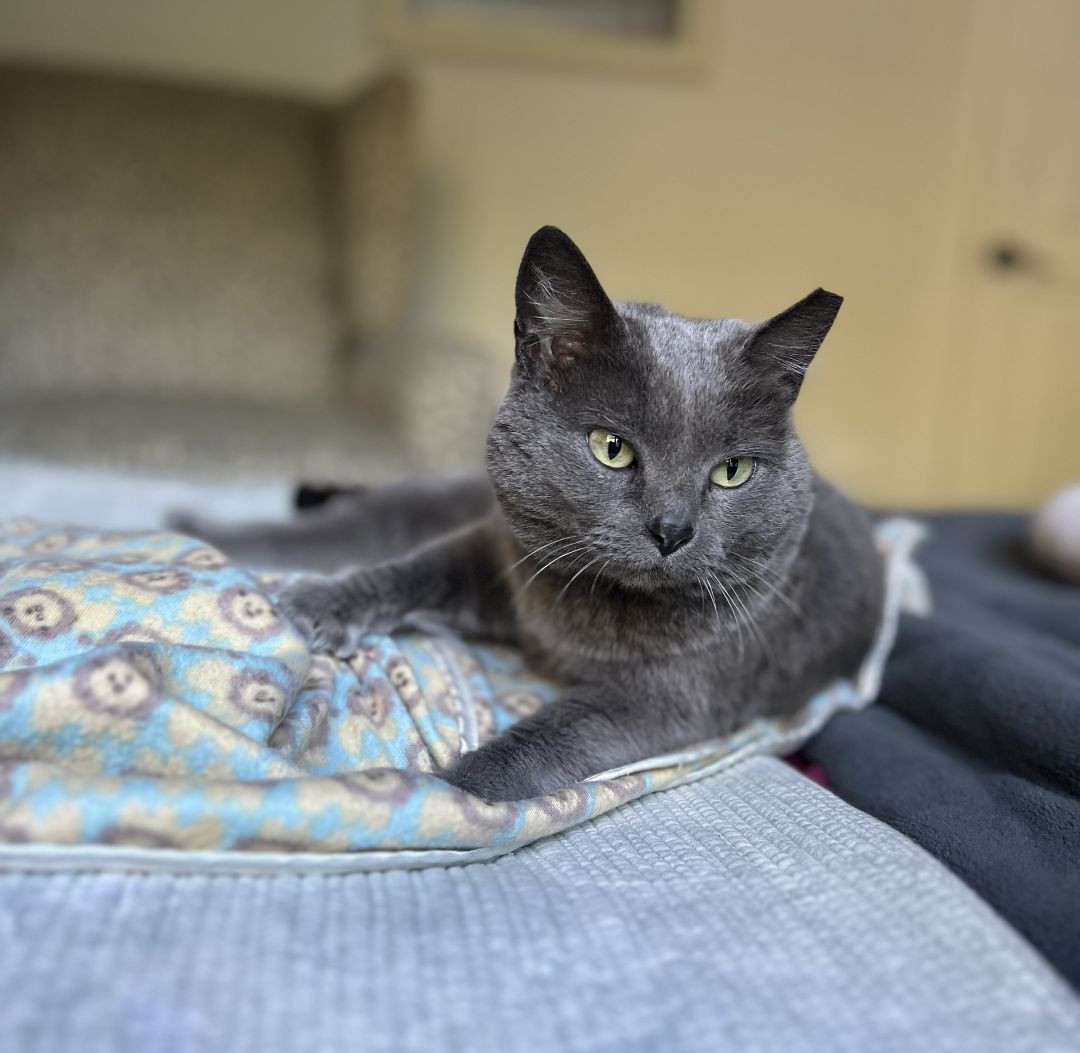 Gracie, a Adopted Russian Blue in Hot Springs, AR image 6/6