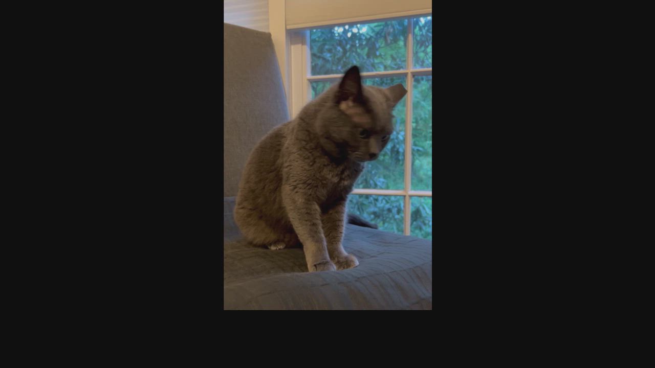 Enlarge Gracie, a Adopted Russian Blue in Hot Springs, AR video 2/6