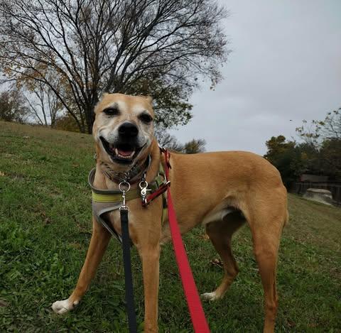 Enlarge Eve, a ADOPTABLE Labrador Retriever in Austin , TX image 2/6