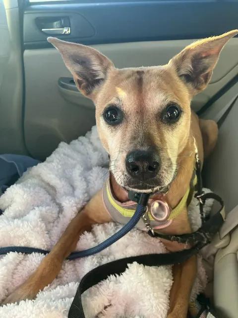 Eve, ADOPTABLE, Senior Female Labrador Retriever.