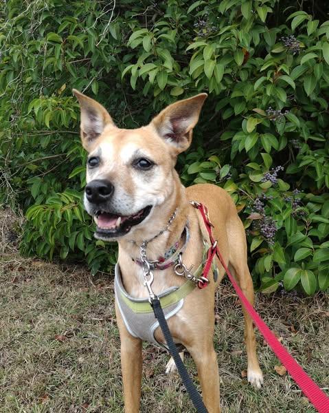 Enlarge Eve, a ADOPTABLE Labrador Retriever in Austin , TX image 4/6