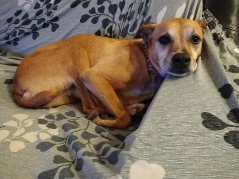 Enlarge Eve, a ADOPTABLE Labrador Retriever in Austin , TX image 3/6