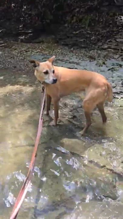 Enlarge Eve, a ADOPTABLE Labrador Retriever in Austin , TX video 6/6