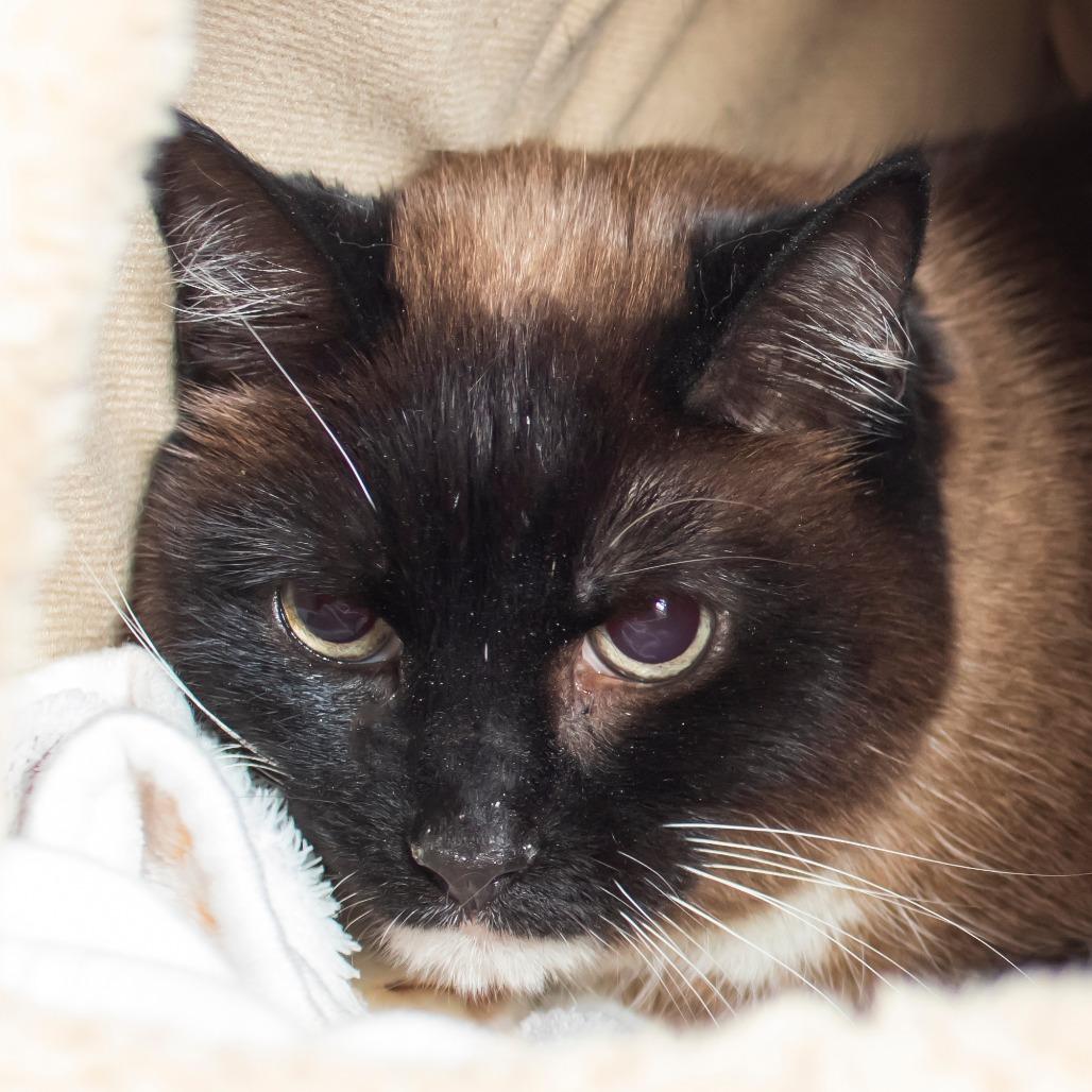 Enlarge Vivienne, a Adoptable mixed breed in Middletown, RI image 1/1