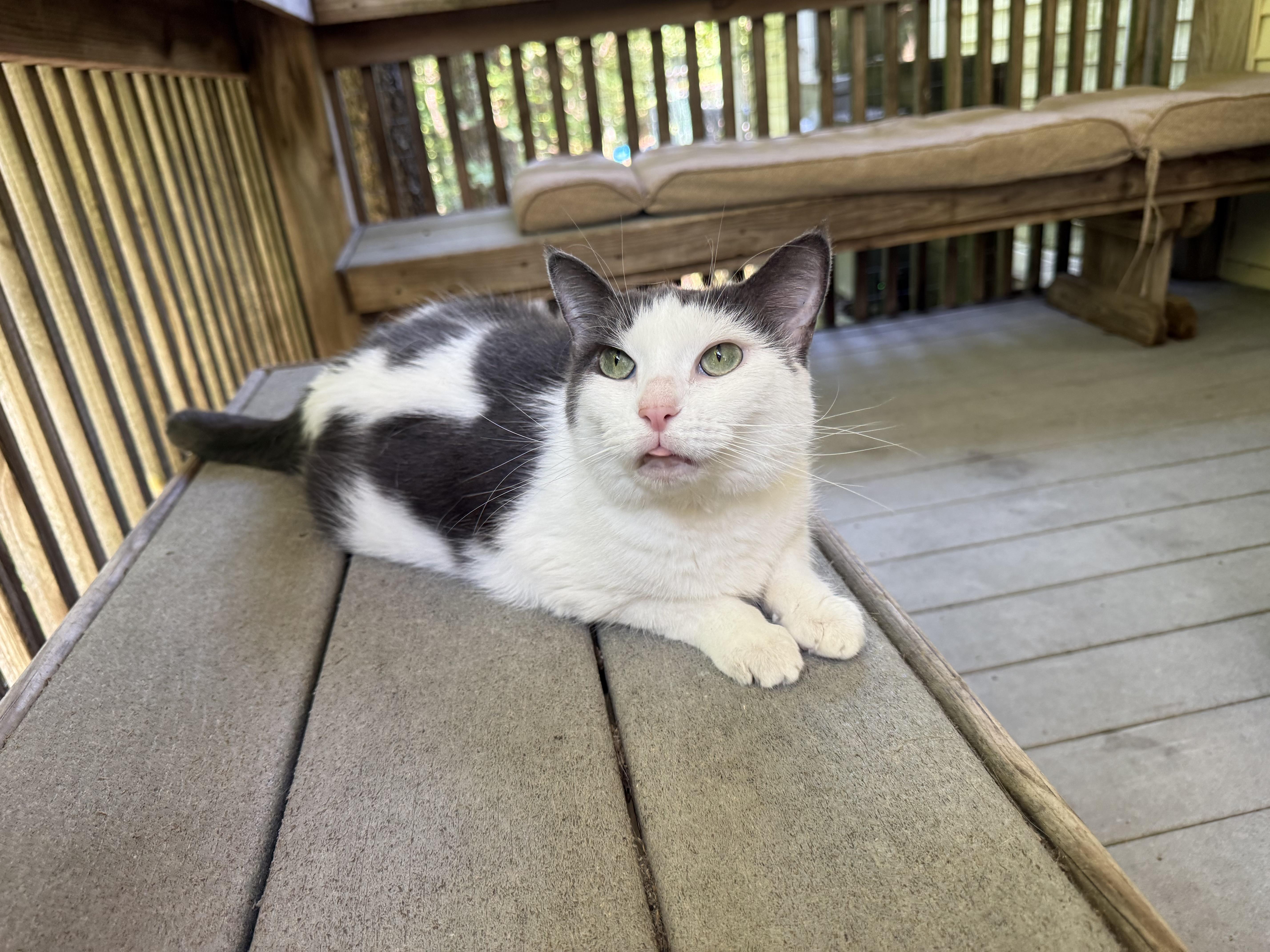 Enlarge Frog, a Adoptable Domestic Short Hair in Dellslow, WV image 3/3