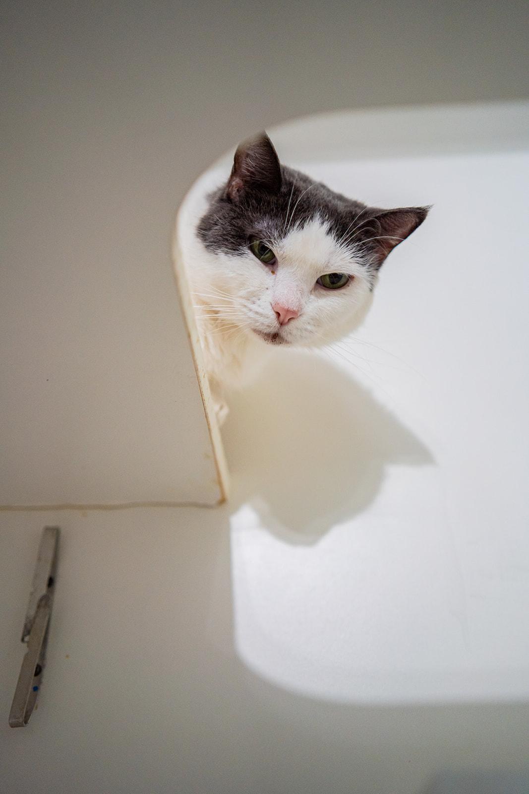 Frog, Adoptable, Adult Male Domestic Short Hair.