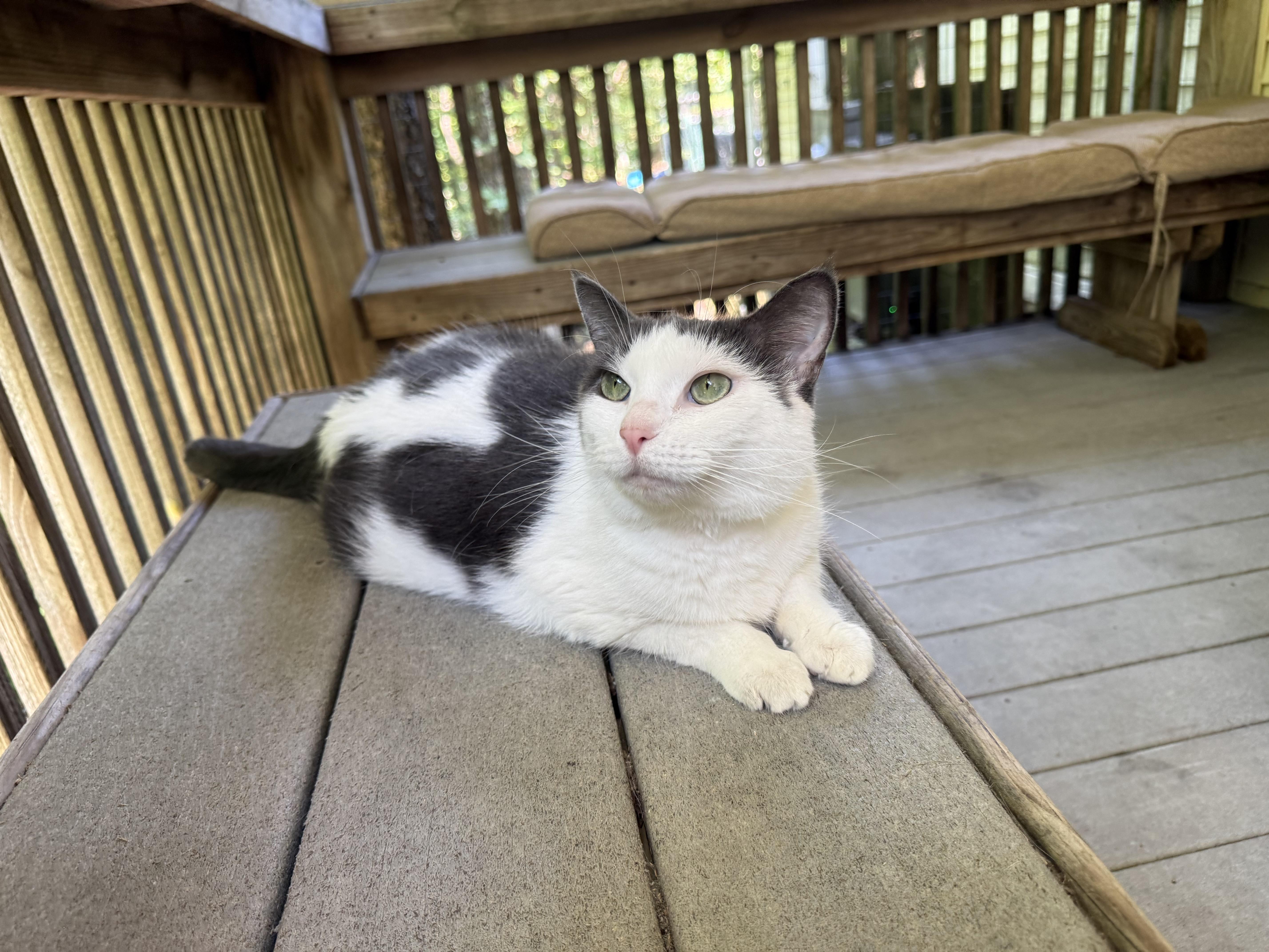 Enlarge Frog, a Adoptable Domestic Short Hair in Dellslow, WV image 2/3