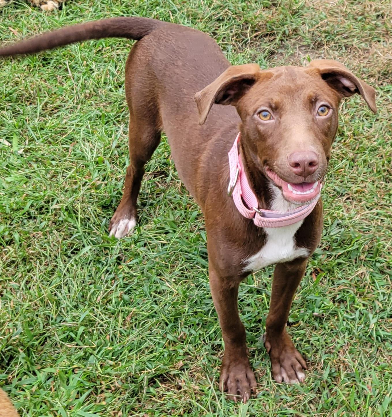 Cayla, Adoptable, Puppy Female Labrador Retriever.