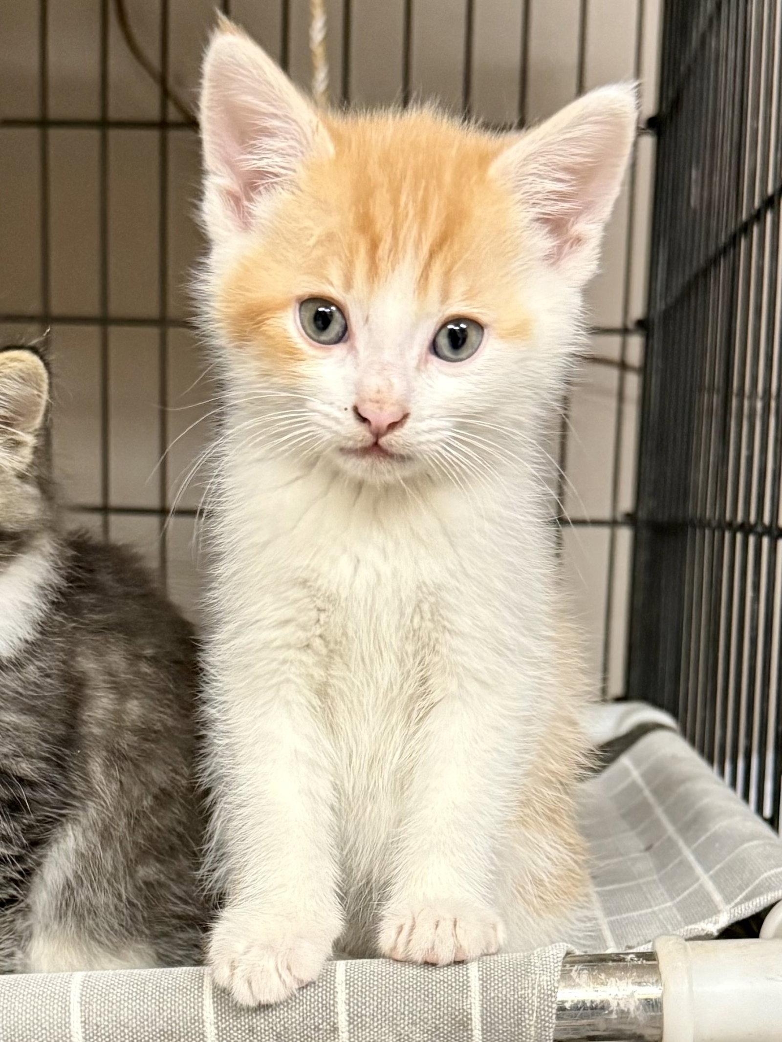 CAT - Henry, Adopted, Kitten Male Domestic Medium Hair.