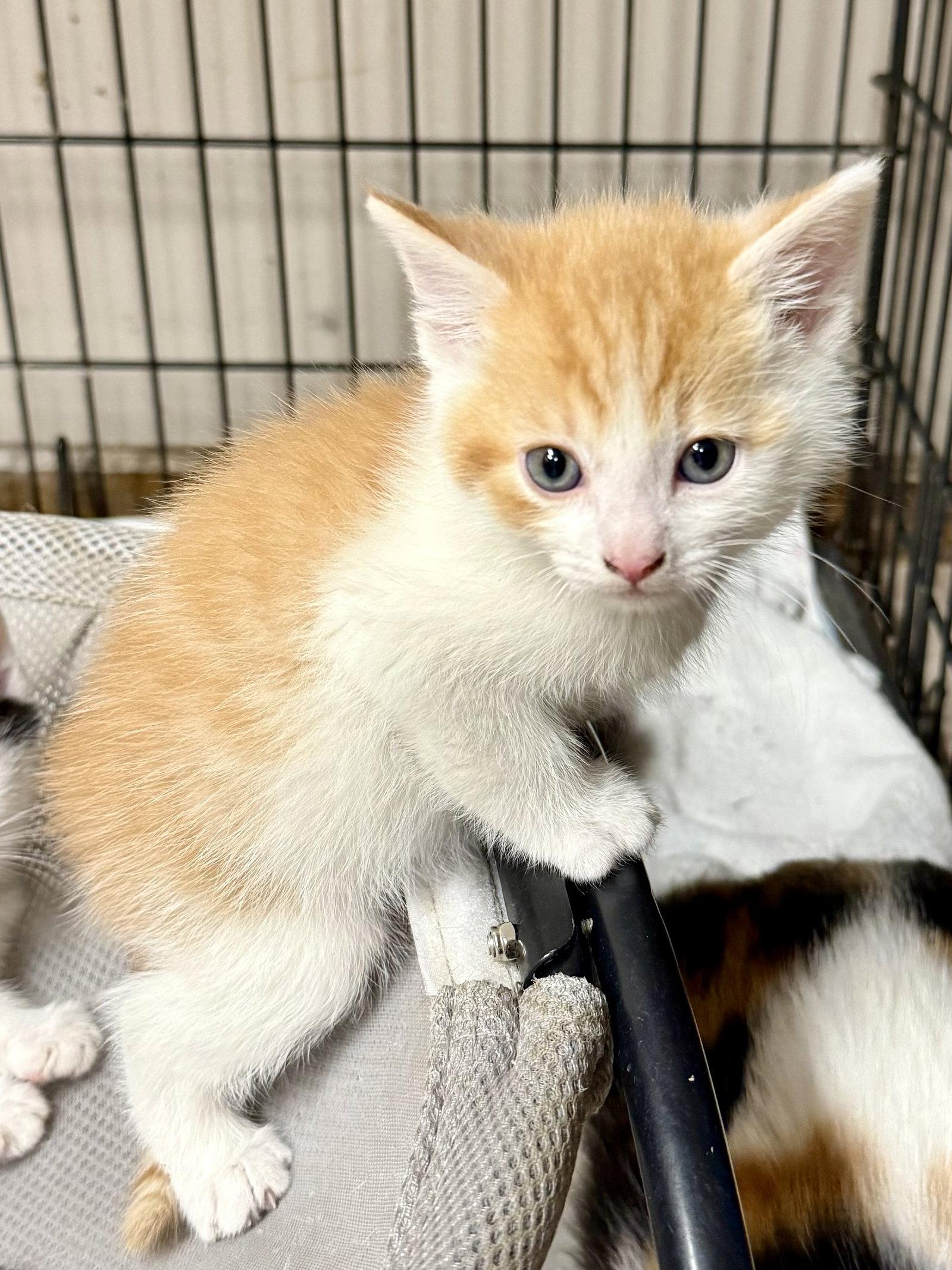 Enlarge CAT - Henry, a Adopted Domestic Medium Hair in GILBERTS, IL image 2/2