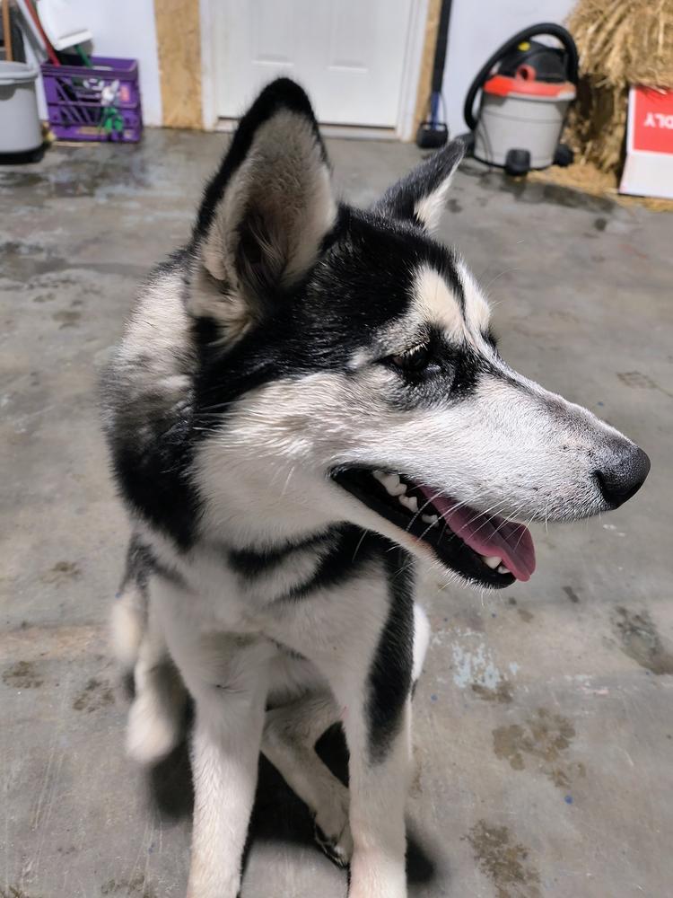 Sprite, Adopted, Adult Female Siberian Husky.