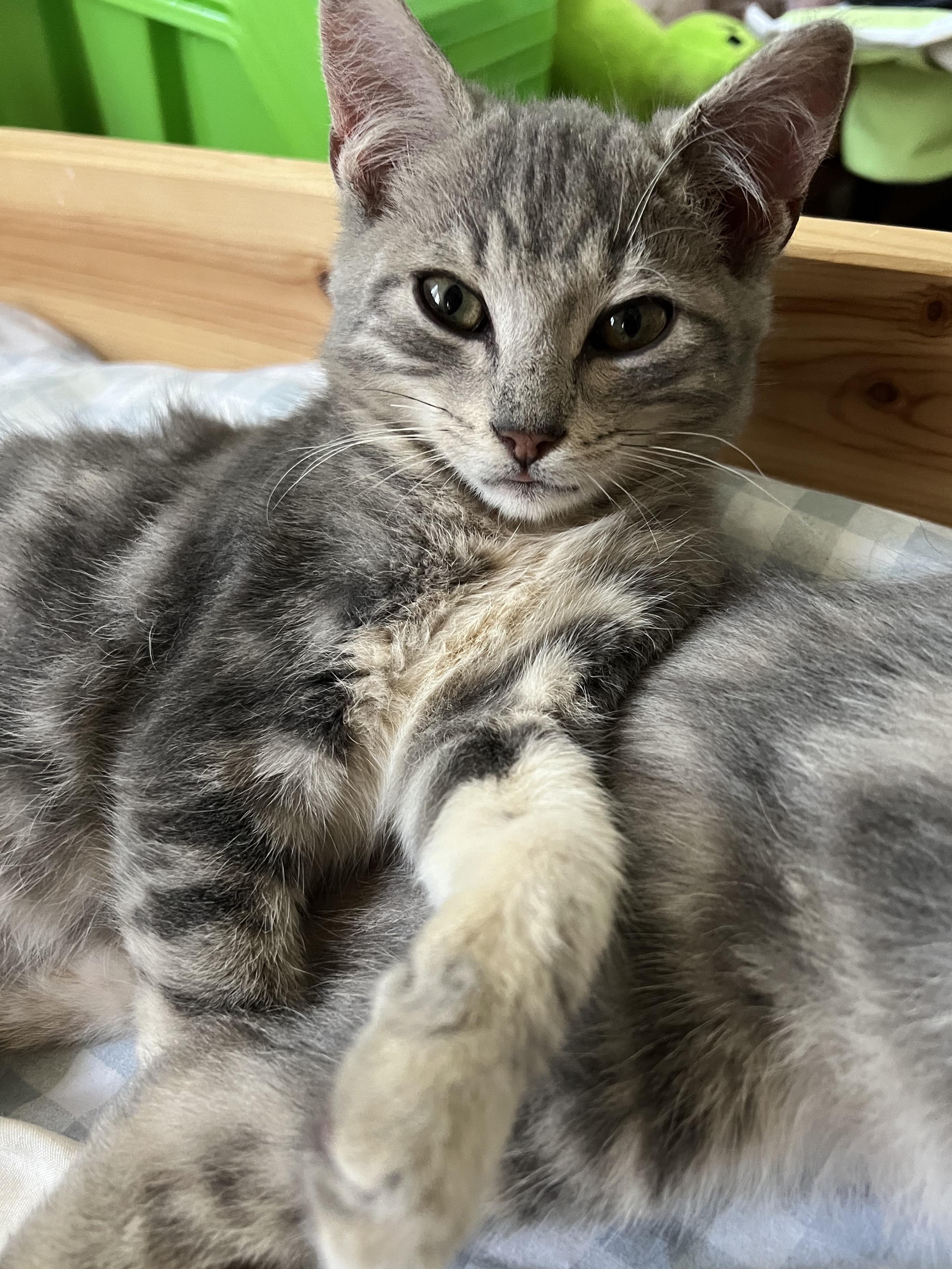 Olly, Adoptable, Kitten Male Domestic Short Hair.