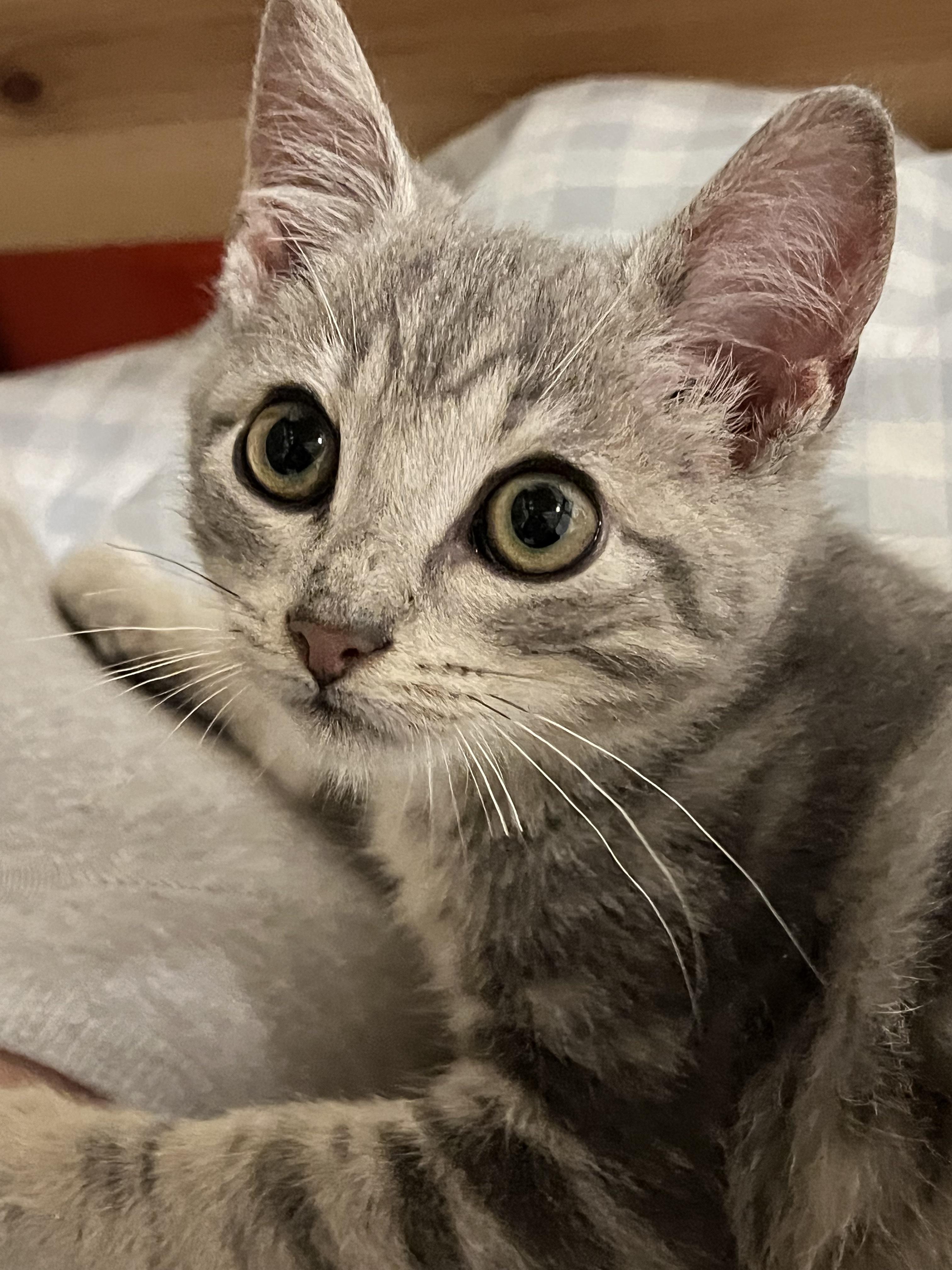 Olly, Adoptable, Kitten Male Domestic Short Hair.