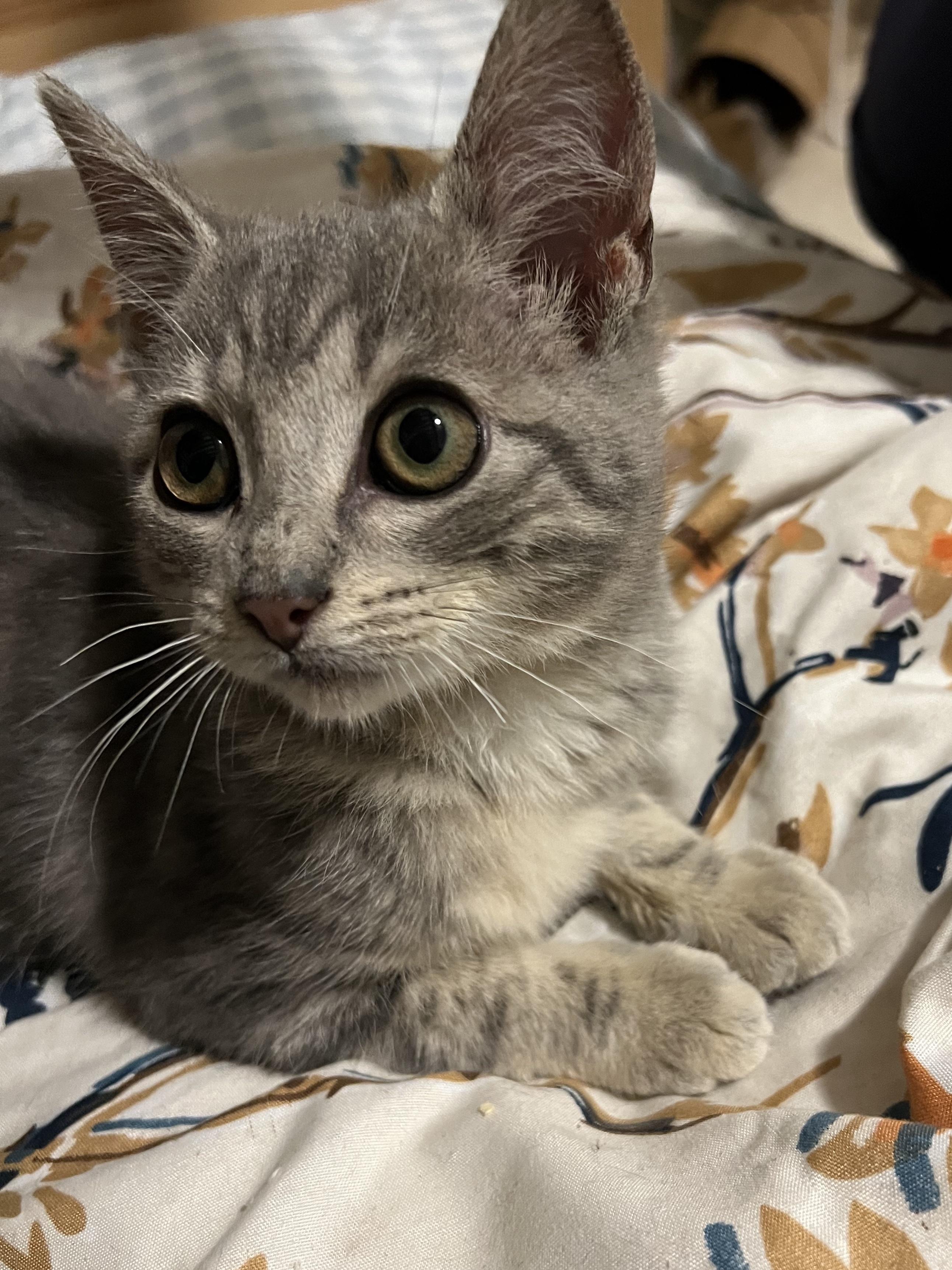 Olly, a Adoptable Domestic Short Hair in Lauderhill, FL image 3/4