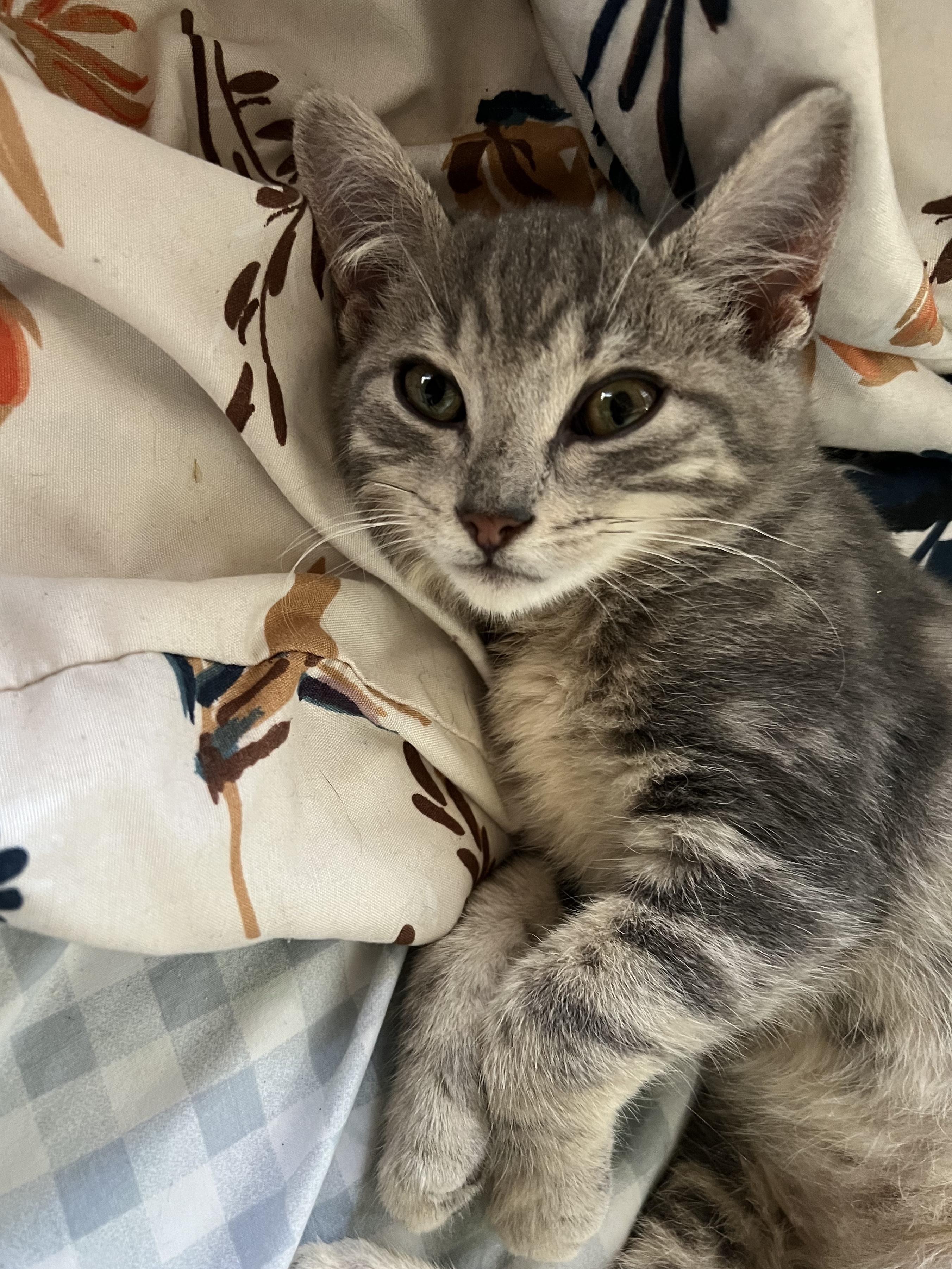 Olly, a Adoptable Domestic Short Hair in Lauderhill, FL image 4/4