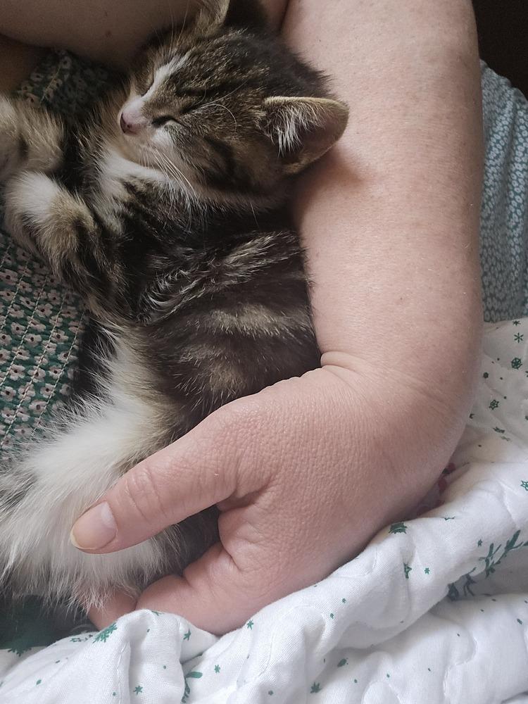 Care Bear, Adoptable, Kitten Male Domestic Short Hair.