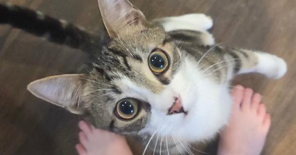 Care Bear, a Adoptable mixed breed in Plymouth, MI image 2/5