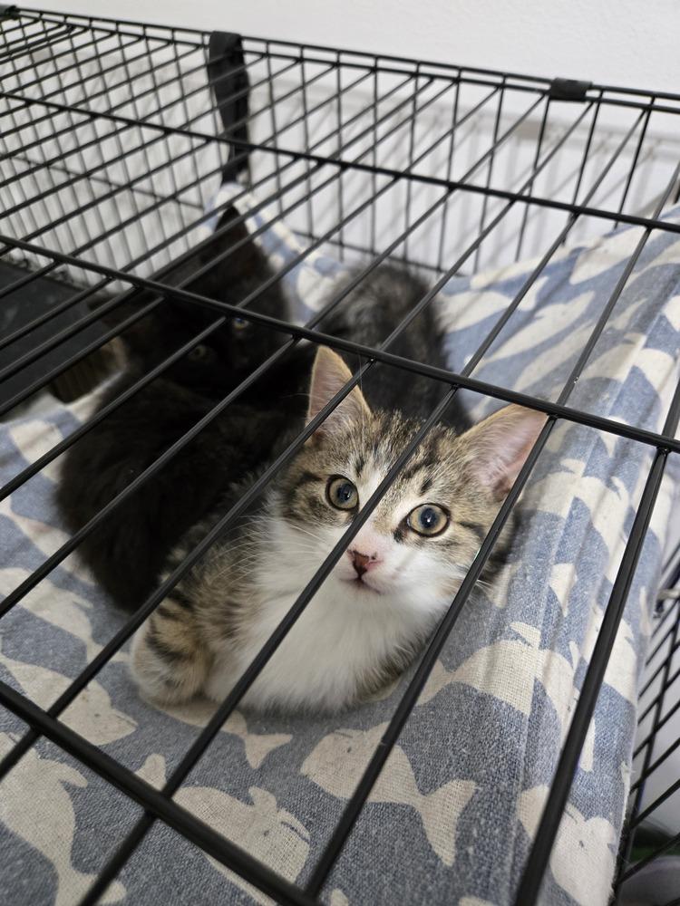 Care Bear, a Adoptable mixed breed in Plymouth, MI image 3/5