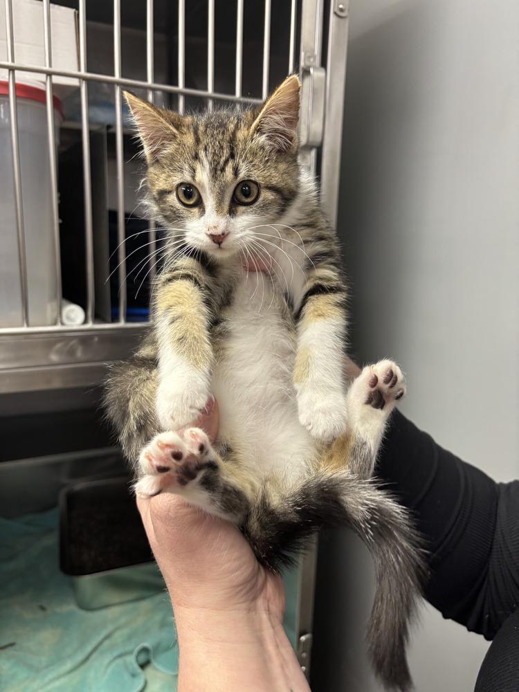 Care Bear, a Adoptable mixed breed in Plymouth, MI image 5/5