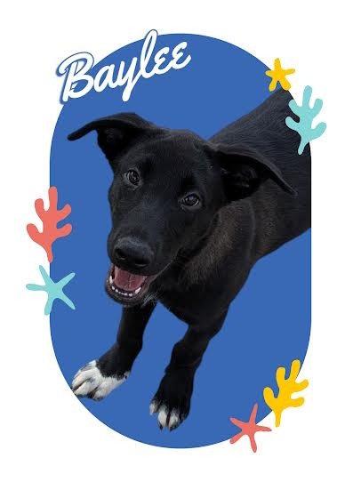 Baylee, an adoptable Black Labrador Retriever in York, NE, 68467 | Photo Image 2
