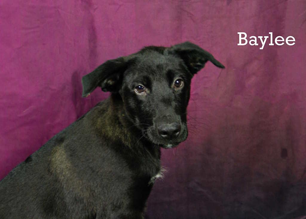 Baylee, an adoptable Black Labrador Retriever in York, NE, 68467 | Photo Image 3