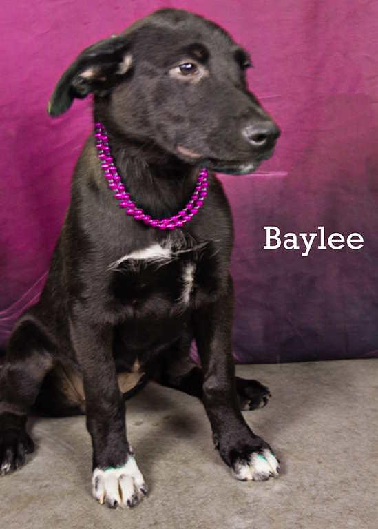 Baylee, an adoptable Black Labrador Retriever in York, NE, 68467 | Photo Image 4