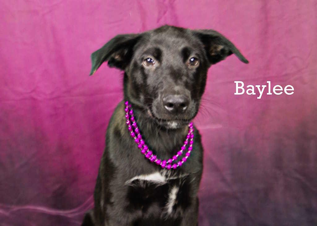 Baylee, an adoptable Black Labrador Retriever in York, NE, 68467 | Photo Image 1